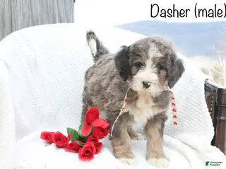 Bernedoodle dogs Dasher - Ad 22