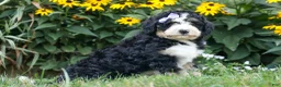 Bernedoodle dogs for sale:  Darla   - Ad 3
