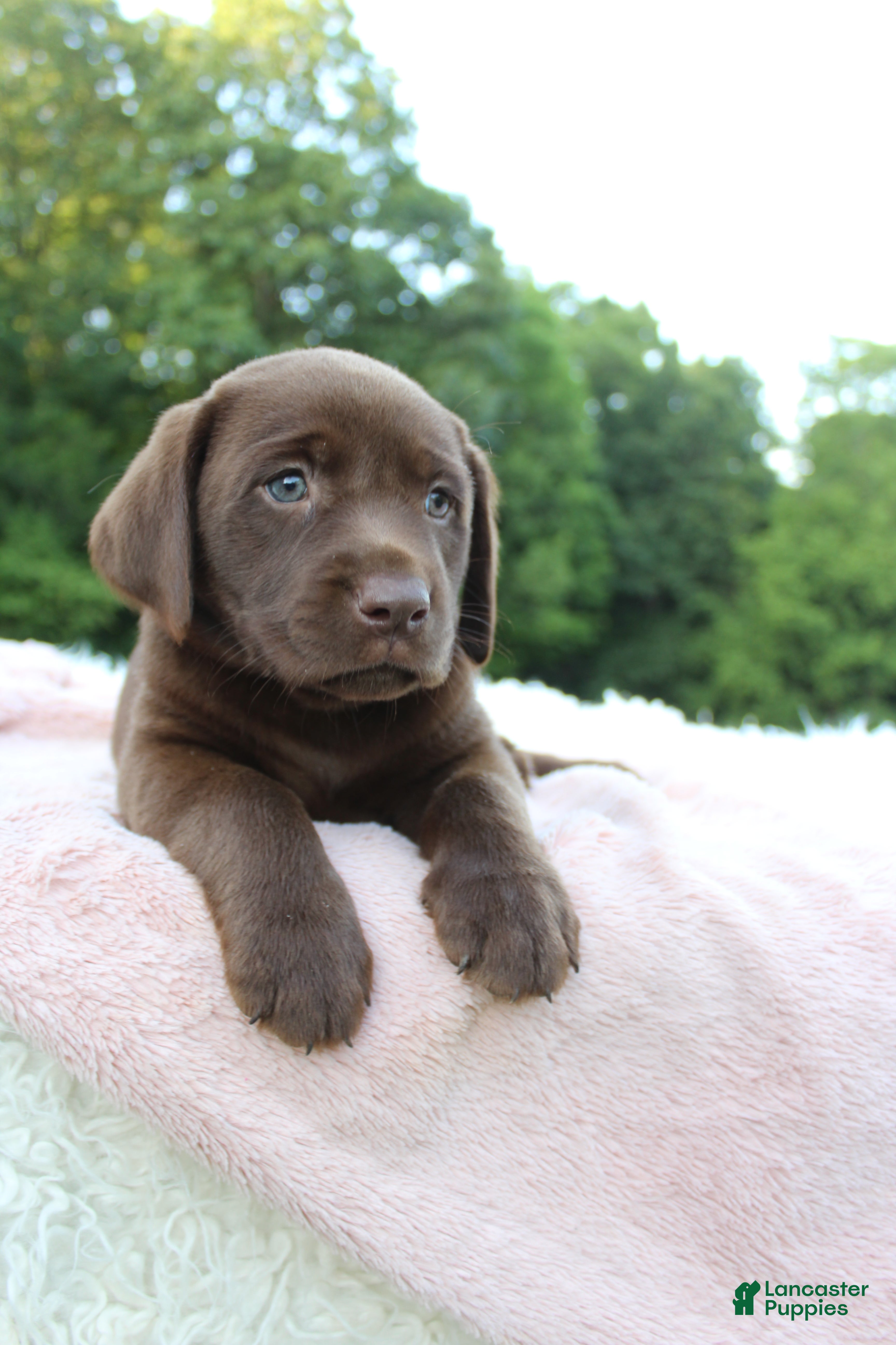 Labrador Retriever dogs Star - Ad 2