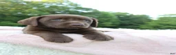 Labrador Retriever dogs for sale: Star - Ad 2