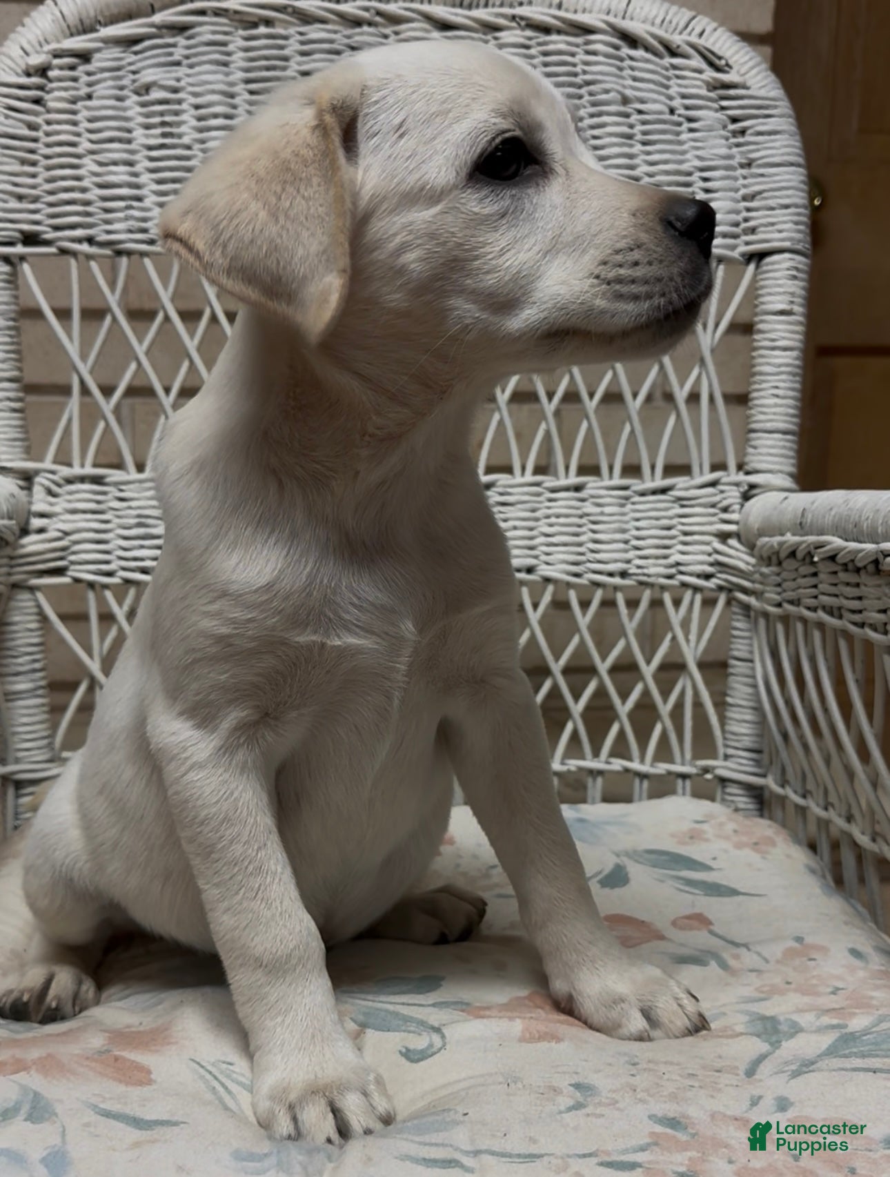 Labrador Retriever dogs for sale: Labrador Retriever Jackie - Ad 71