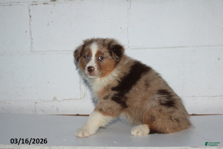 Australian Shepherd dogs Rosie - Ad 2
