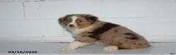 Australian Shepherd dogs for sale: Rosie - Ad 2