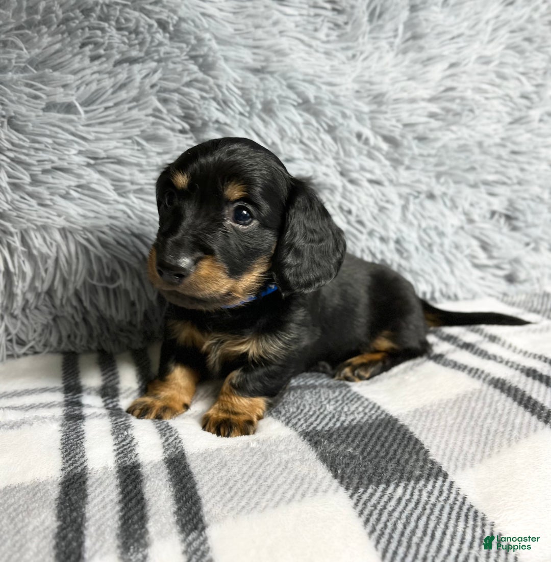 Dachshund dogs for sale: Little Barney  - Ad 7