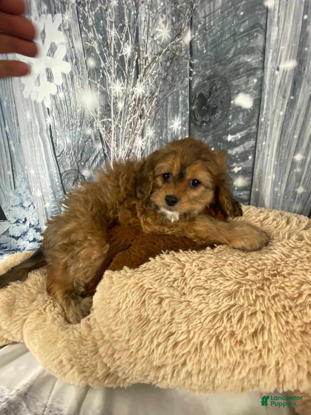 Cavapoo dogs for sale: Lady - Ad 6