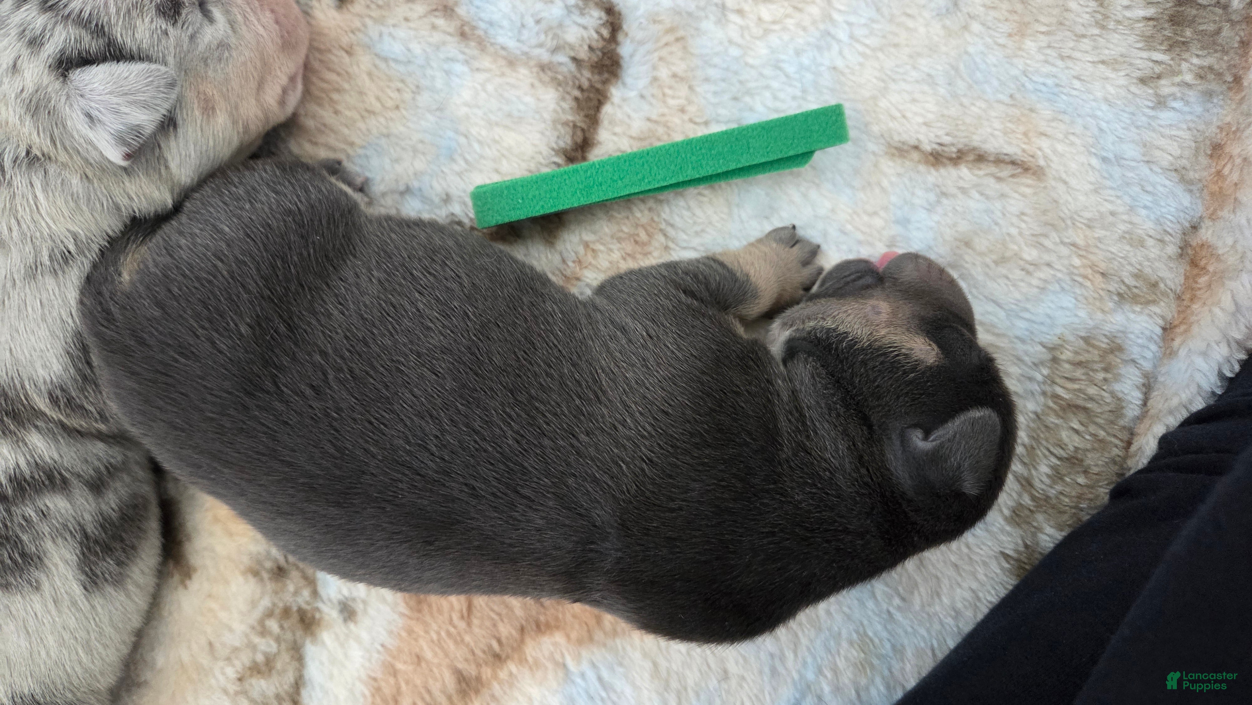 American Bulldog dogs Blue Tri Male (Green) - Ad 3