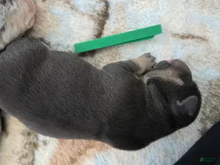 American Bulldog dogs Blue Tri Male (Green) - Ad 3