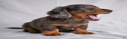 Miniature Dachshund dogs for sale: AKC Cody - Ad 3