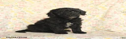 Mini Goldendoodle dogs for sale: Oliver - Ad 3