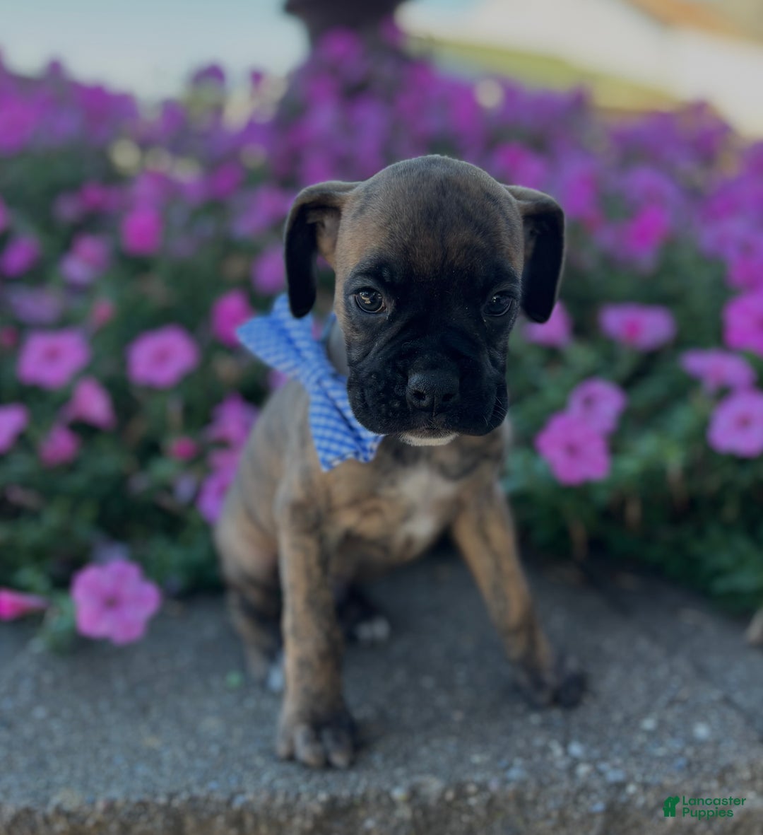 Brindle Boxer Month Boxer Puppy Boxer Mastiff Puppy Brindle Boxer