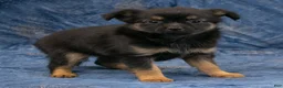 Chihuahua dogs for sale: Carter - Ad 9