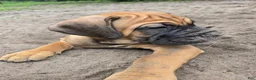 Cane Corso dogs for sale: Cane Corso 2 - Ad 5
