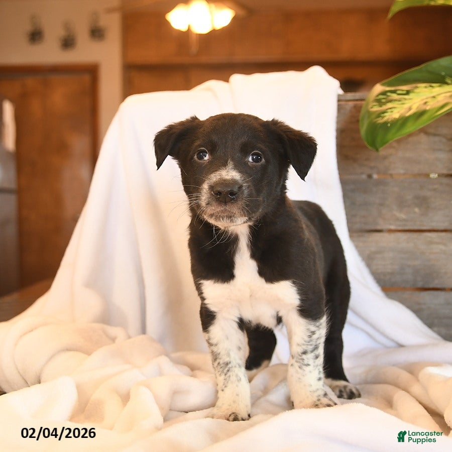 Mixed Breed dogs Newton  - Ad 25