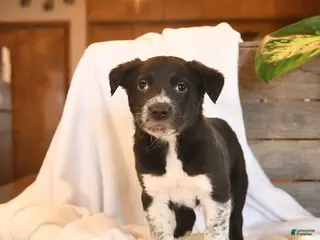 Mixed Breed dogs Newton - Ad 25