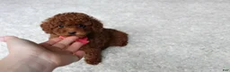 Toy Poodle dogs for sale: Mia - Ad 26