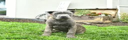 Cane Corso dogs for sale: Dusty  - Ad 5