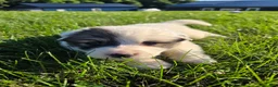 Great Pyrenees dogs for sale: Benjamin  - Ad 6