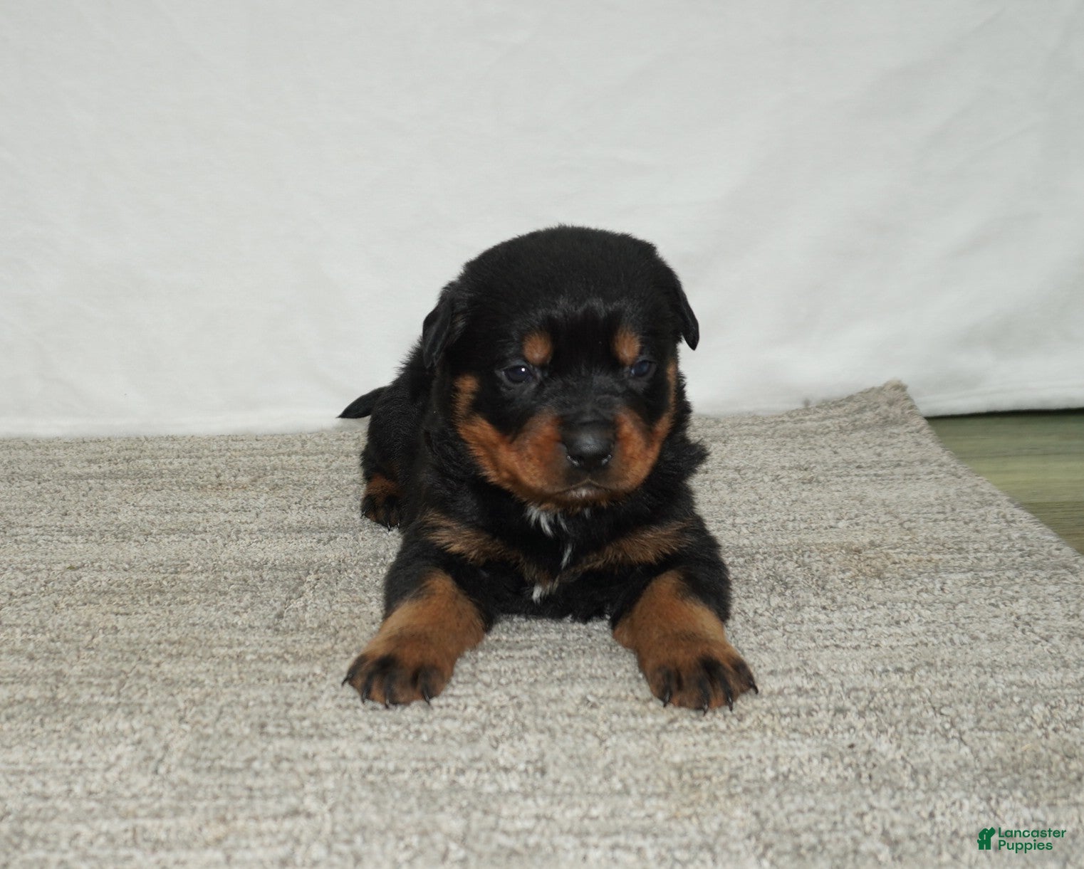 Rottweiler dogs Max - Ad 1