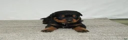 Rottweiler dogs for sale: Max - Ad 1