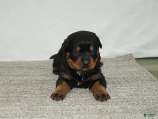 Rottweiler dogs for sale: Max - Ad 3