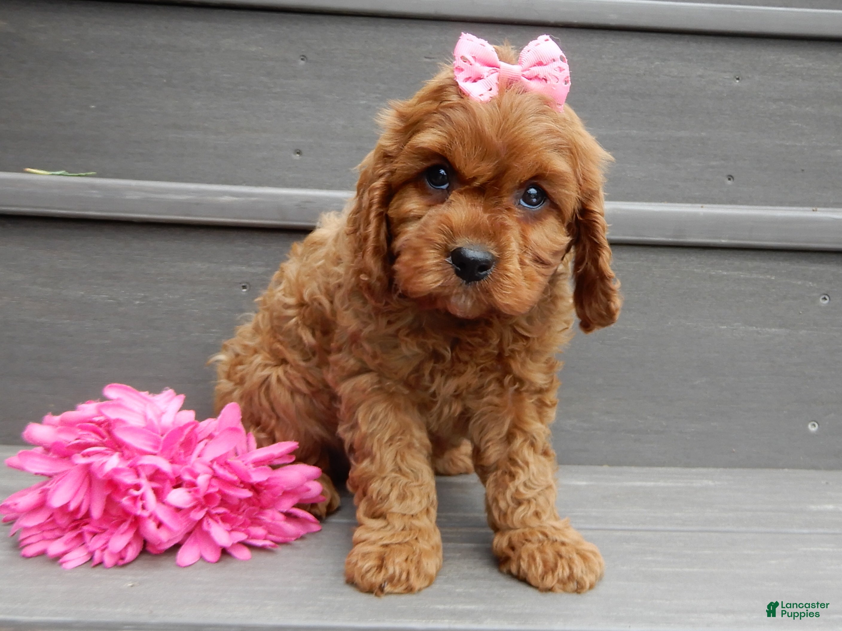 Cavapoo dogs Izzy - Ad 2