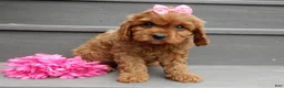 Cavapoo dogs for sale: Izzy - Ad 2