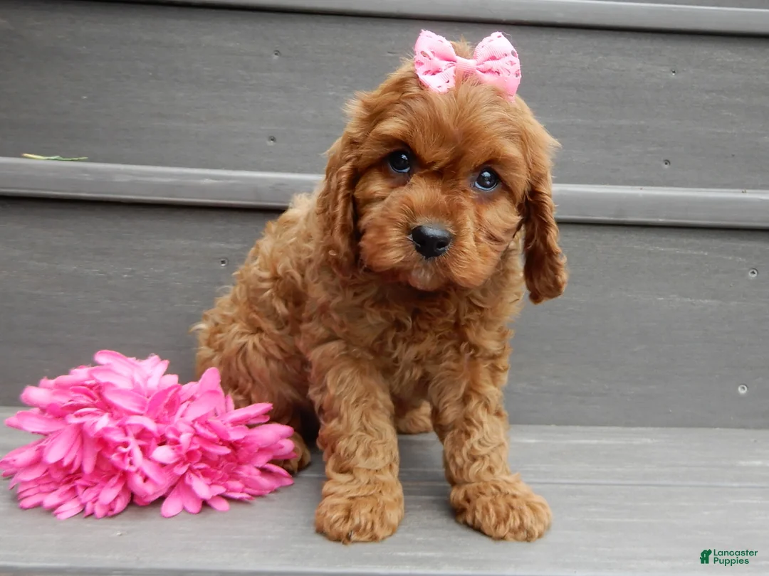 Cavapoo dogs for sale: Izzy - Ad 2