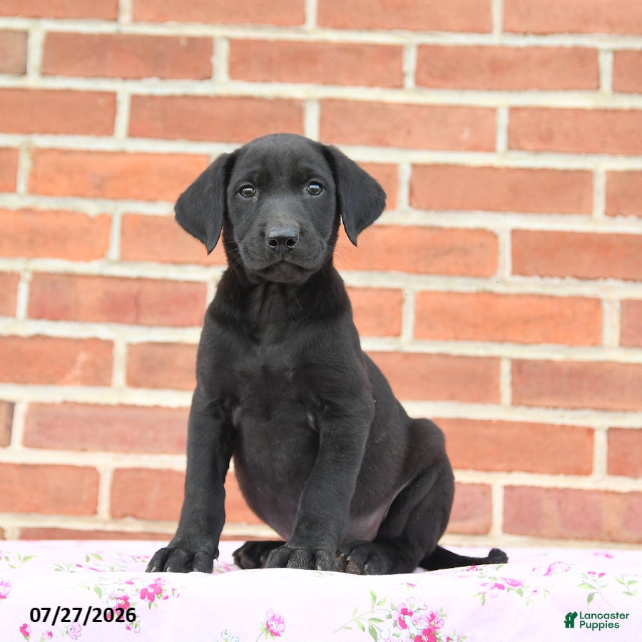 Labrador Retriever dogs Plum - Ad 1