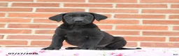 Labrador Retriever dogs for sale: Plum - Ad 1
