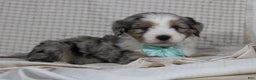 Mini Aussiedoodle dogs for sale: Kojack  - Ad 5