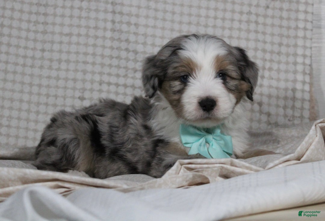 Mini Aussiedoodle dogs for sale: Kojack  - Ad 5