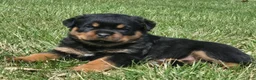 Rottweiler dogs for sale: Miss Bonny - Ad 3