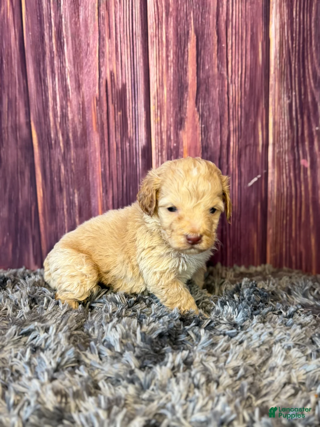 Cockapoo dogs for sale: Miles - Ad 1