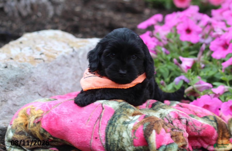 Doxiepoo dogs Angela - Ad 2