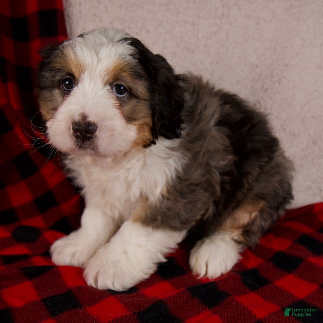 Mini Bernedoodle dogs for sale: Jolly Boy *Potty Training* - Ad 3