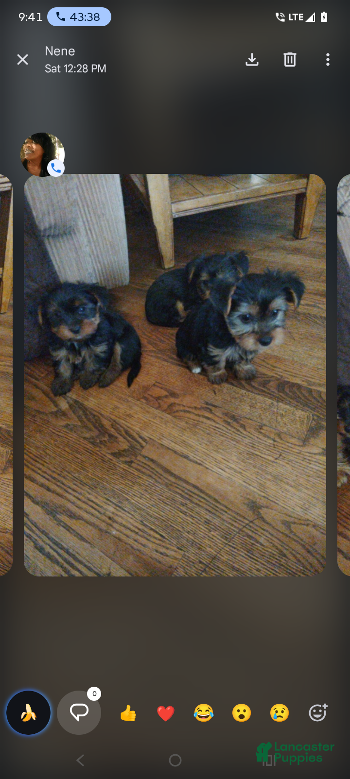 Yorkiepoo dogs Yorkiepoo 1 - Ad 7
