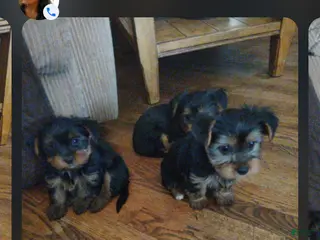 Yorkiepoo dogs Yorkiepoo 1 - Ad 7