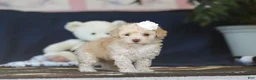 Toy Poodle dogs for sale: Betsy - Ad 2