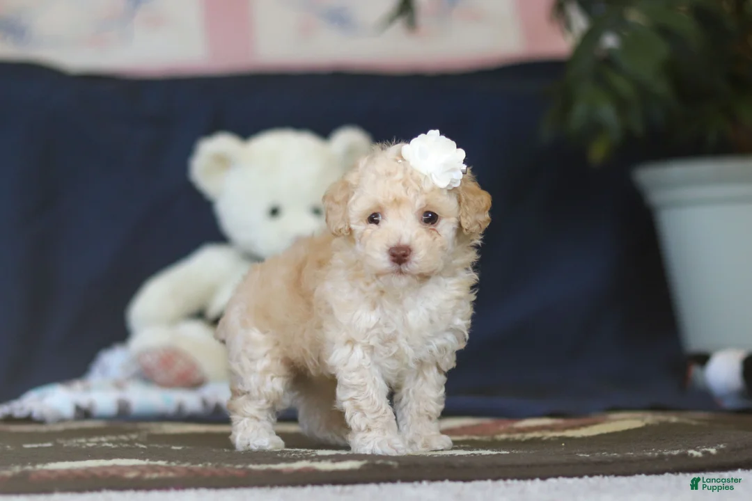 Toy Poodle dogs for sale: Betsy - Ad 2