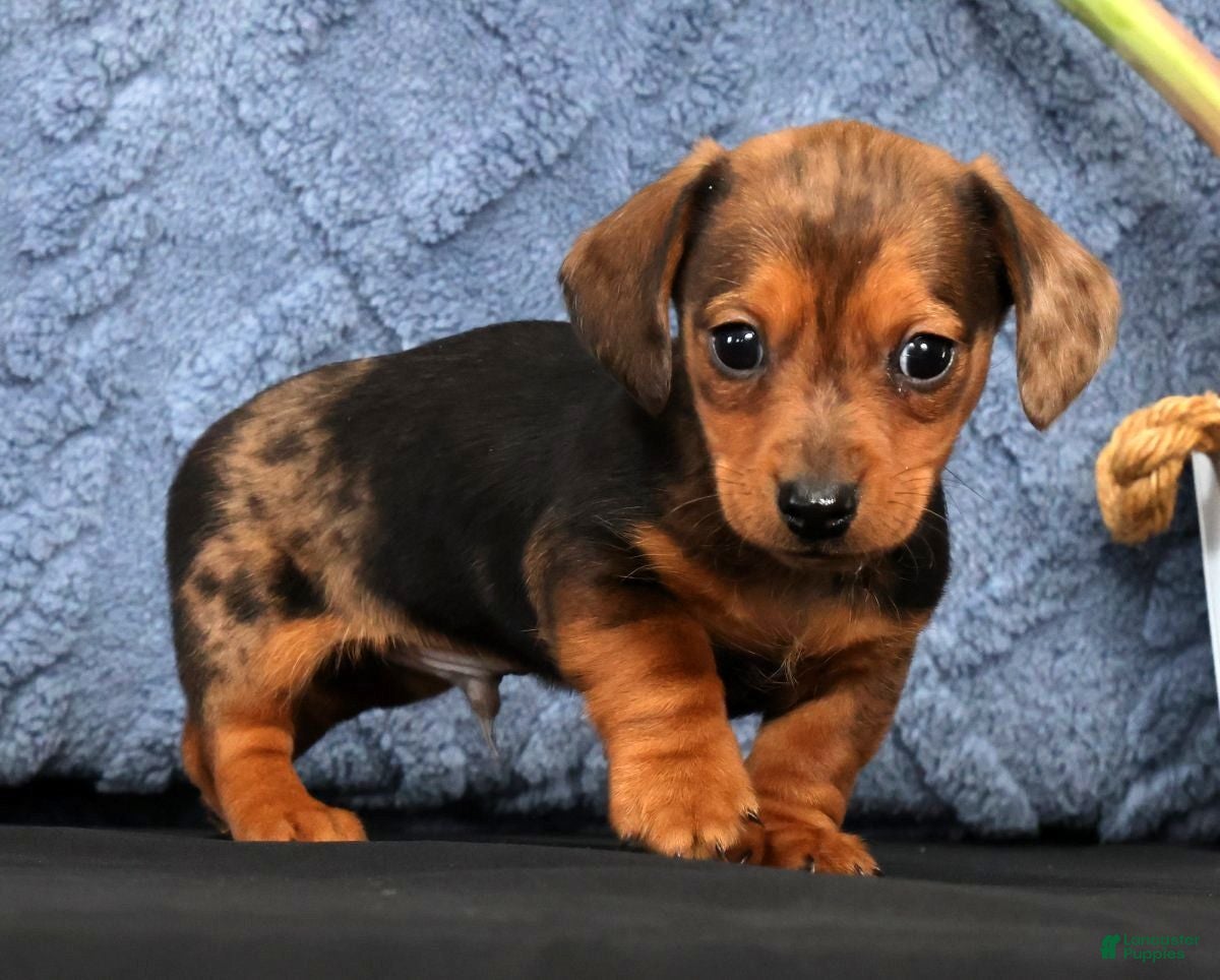 Miniature Dachshund dogs Neil Special Needs - Ad 2