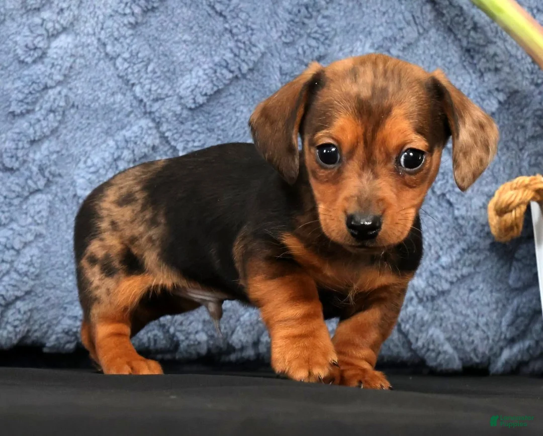 Miniature Dachshund dogs for sale: Neil Special Needs - Ad 2