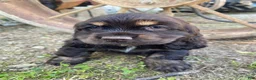 Cocker Spaniel dogs for sale: Merika - Ad 5
