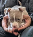 American Bully Puppy 6
