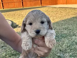 Cockapoo dogs for sale: Honey - Toy Cockapoo - Ad 3