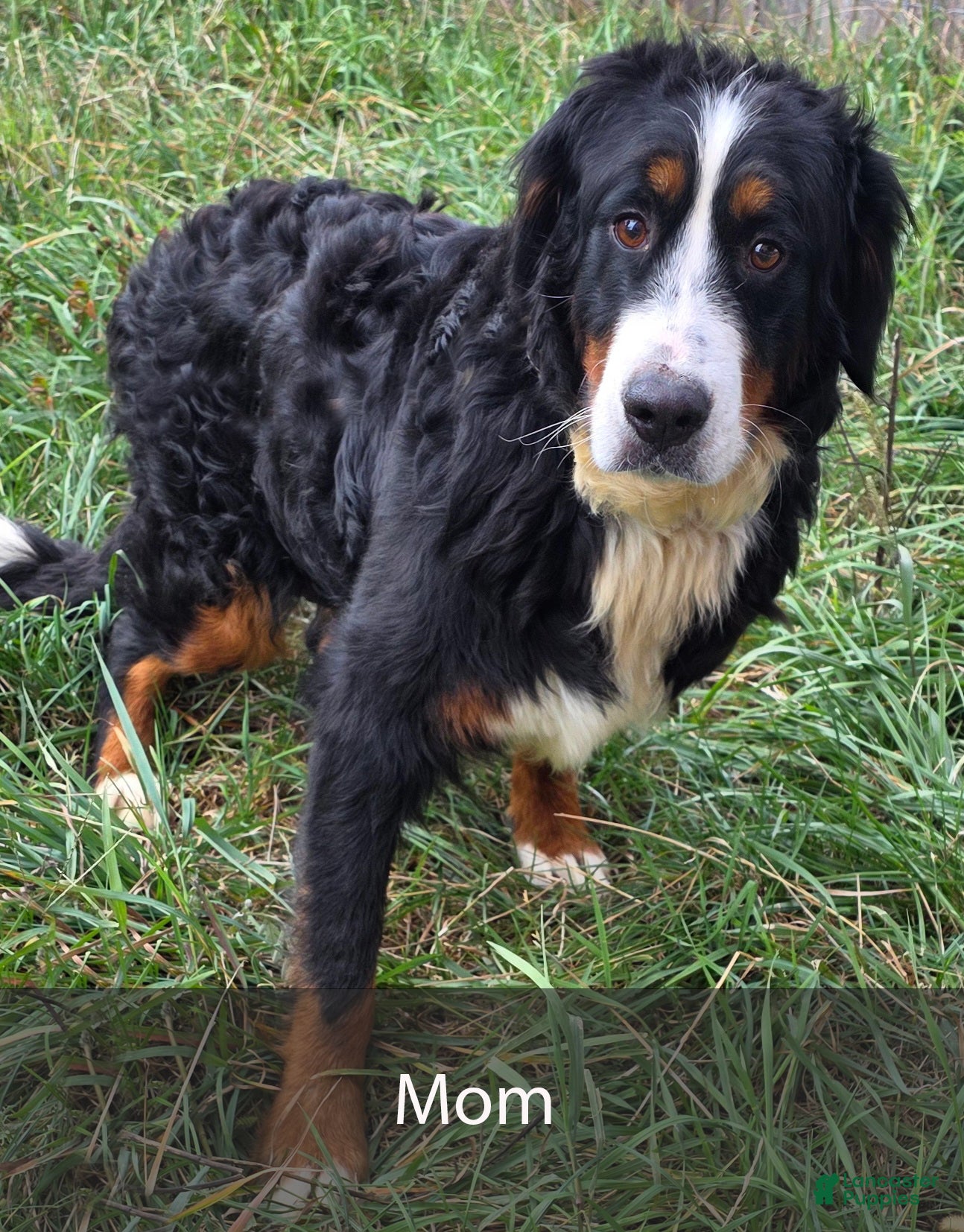 Mini Bernedoodle dogs for sale: Rusty - Ad 9