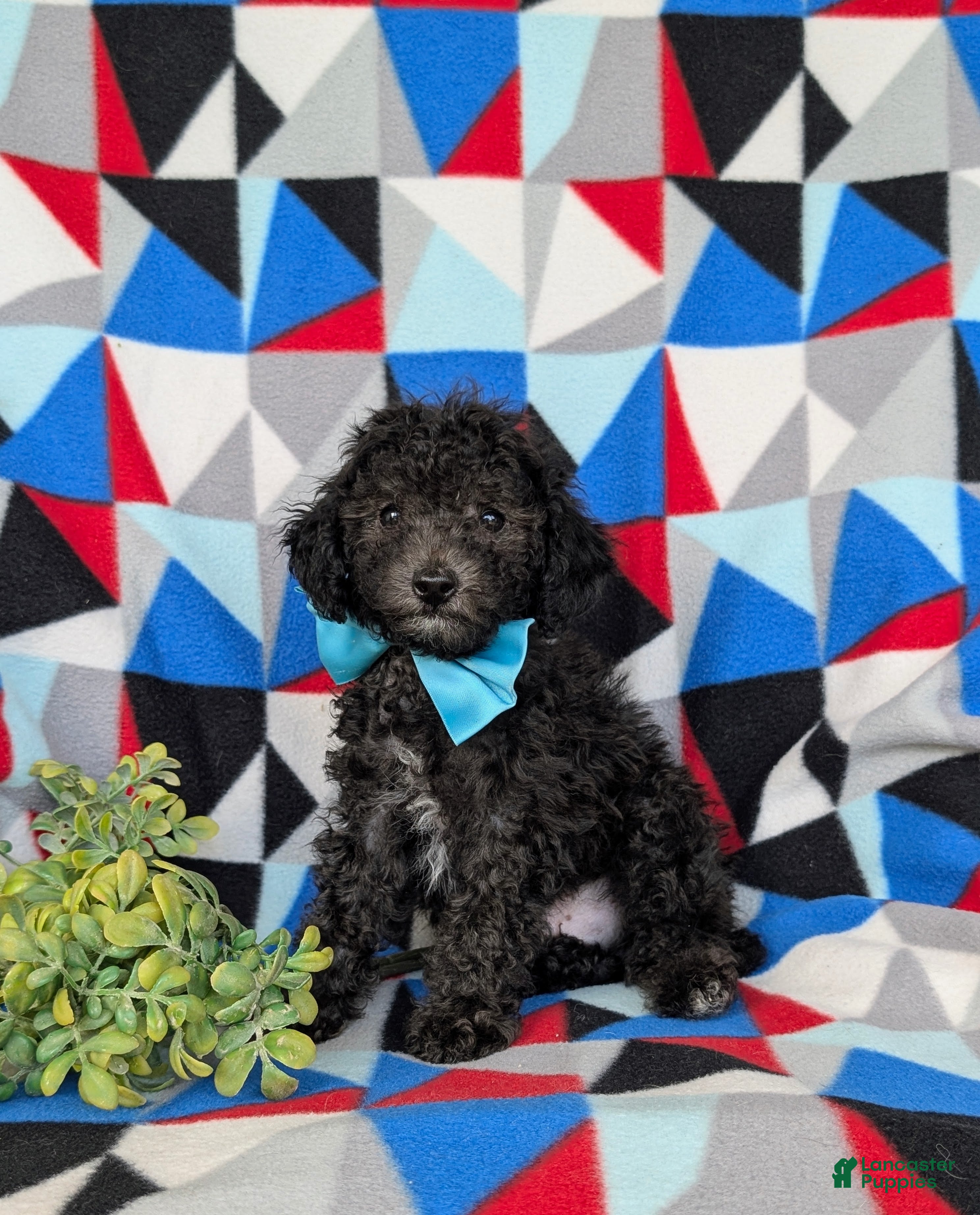 Toy Poodle dogs Brice 7 lbs full grown - Ad 2