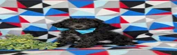 Toy Poodle dogs for sale: Brice 7 lbs full grown - Ad 2