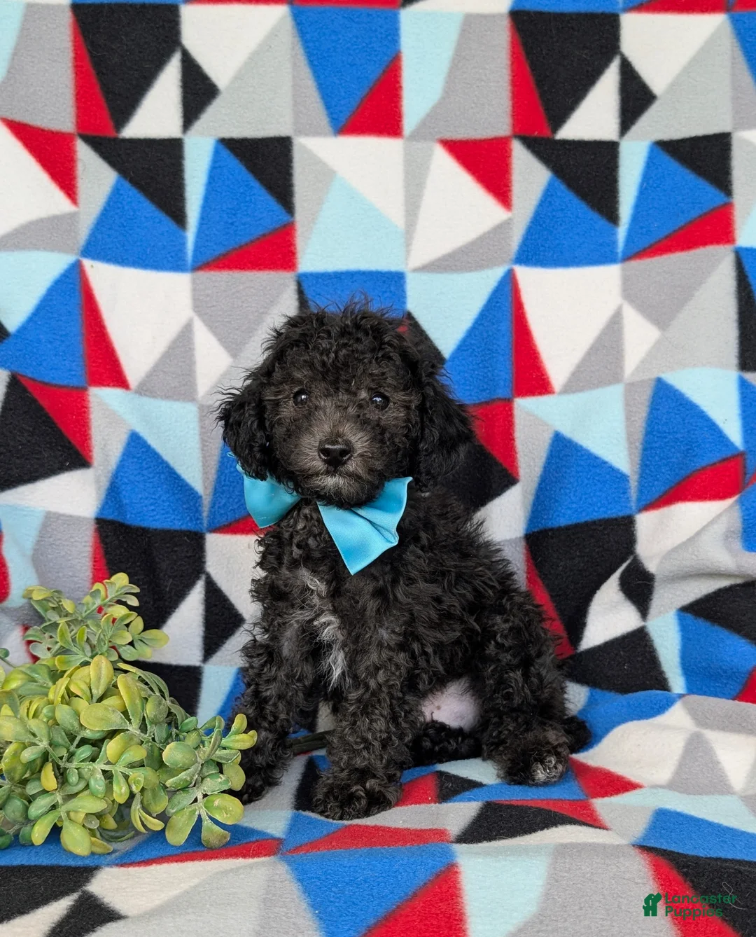 Toy Poodle dogs for sale: Brice 7 lbs full grown - Ad 2