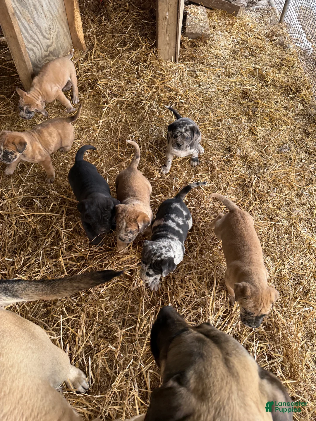 English Mastiff dogs for sale: English Mastiff Puppy 1 - Ad 12