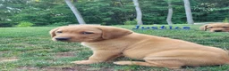Labrador Retriever dogs for sale: Justice  - Ad 7